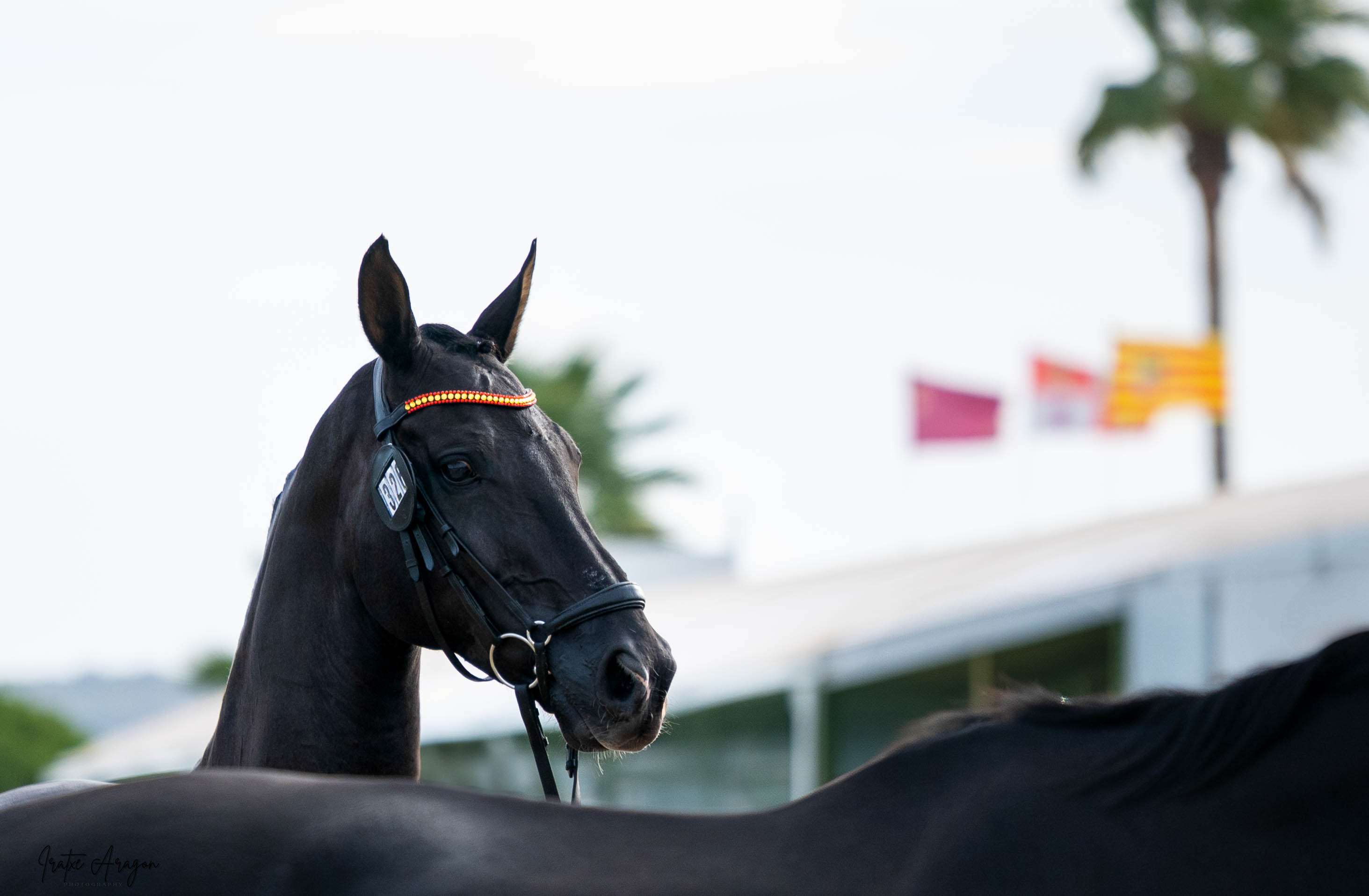 portfolio iratxe aragón