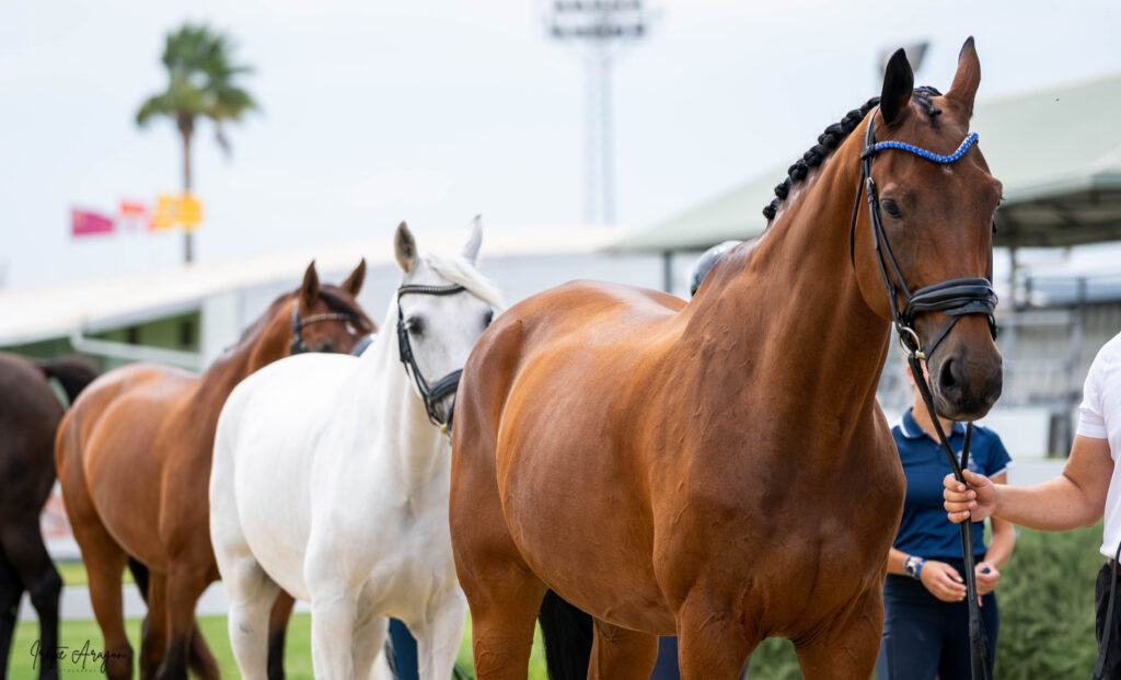 portfolio iratxe aragón